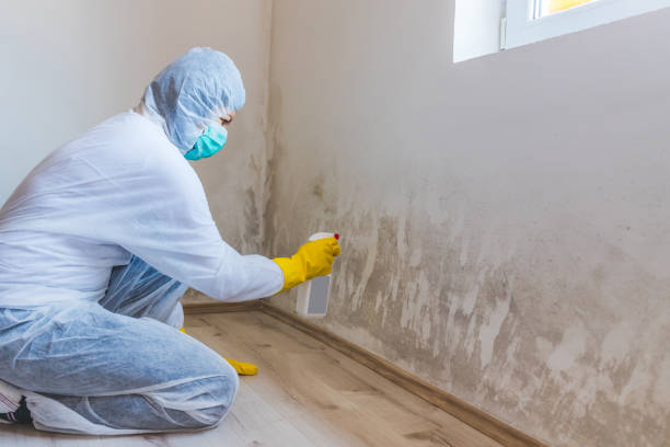 Licensed Mold Inspection service in Lancaster, TX - WQB Mold Removal