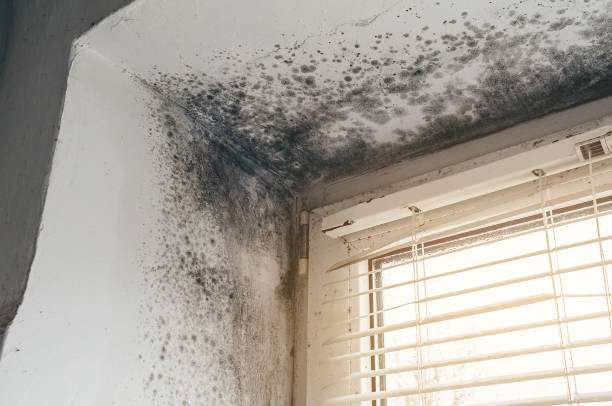 Affordable Mold Inspection solutions in Lancaster, TX